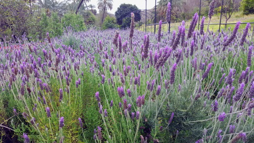 Jardin La Concepcion Lavendel W